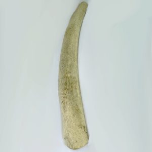 Naveta Costilla de ballena