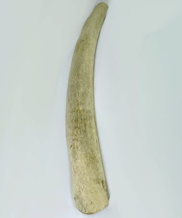 Naveta Costilla de ballena